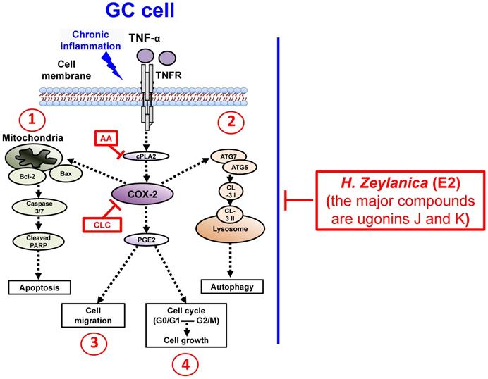 J Cancer Image