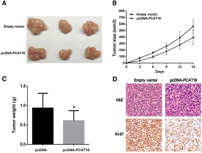 J Cancer Image