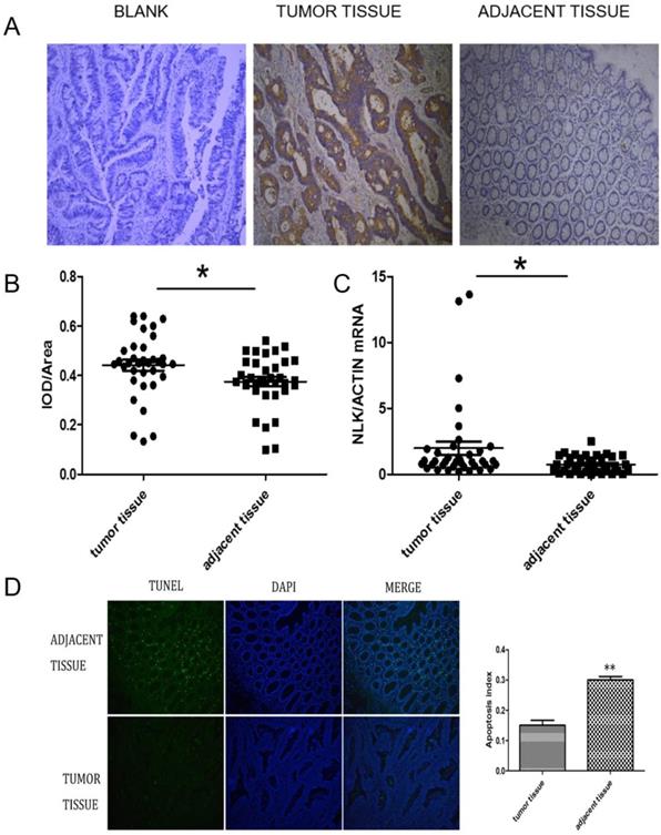 J Cancer Image