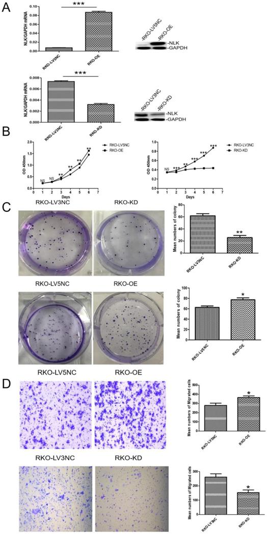 J Cancer Image