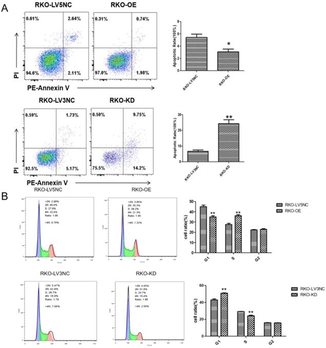 J Cancer Image