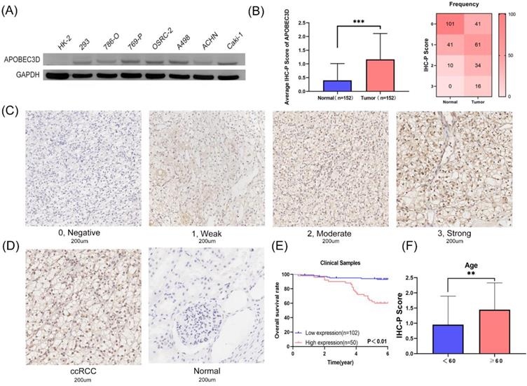 J Cancer Image