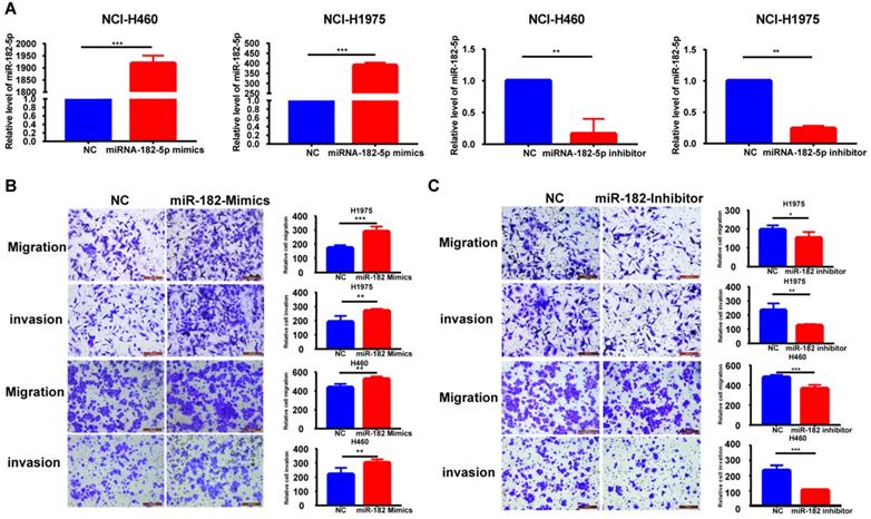 J Cancer Image