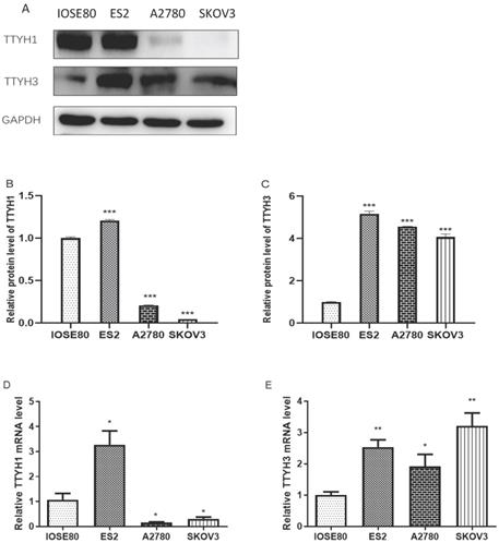 J Cancer Image