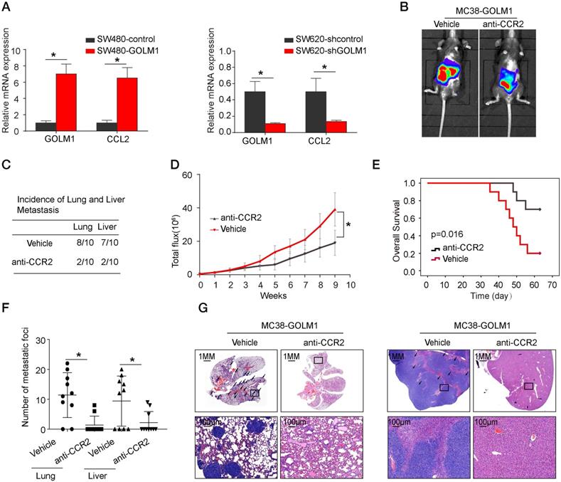 J Cancer Image