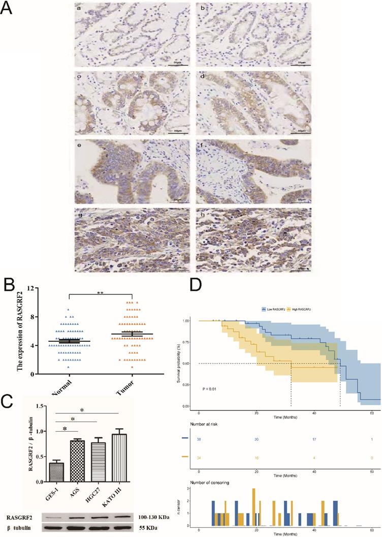 J Cancer Image