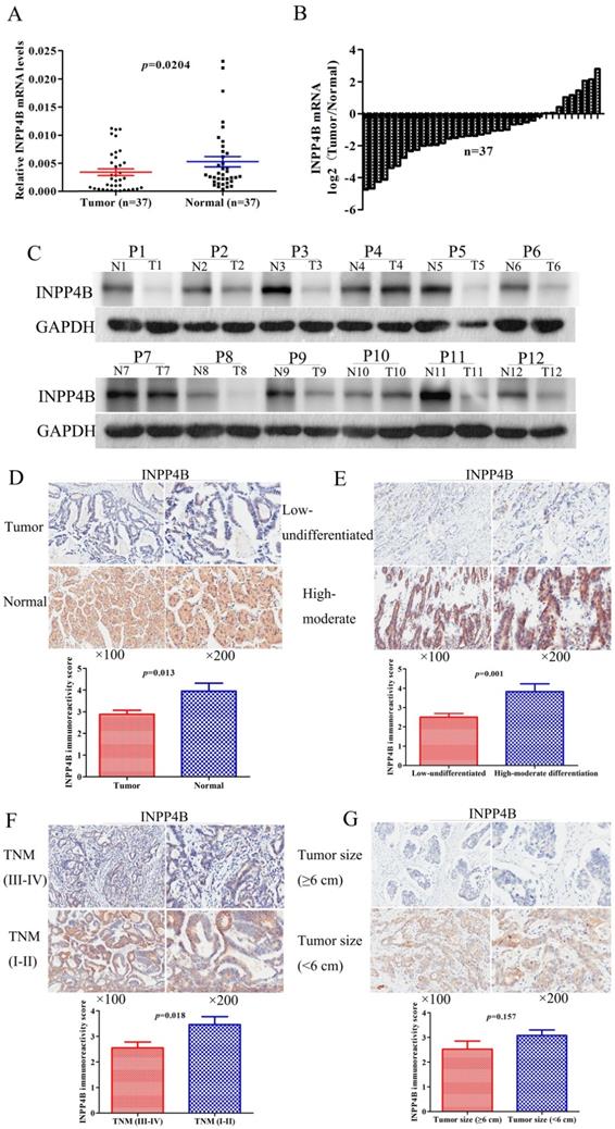 J Cancer Image