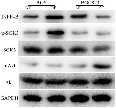 J Cancer Image