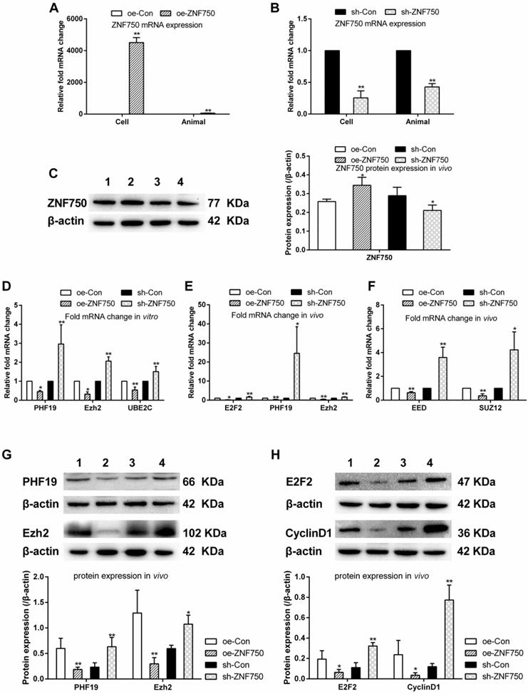 J Cancer Image