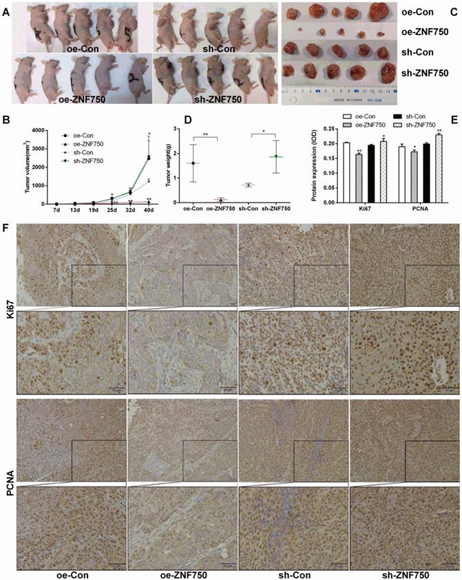 J Cancer Image