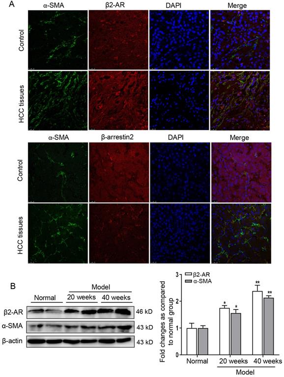 J Cancer Image