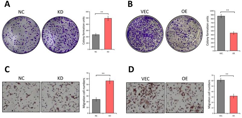 J Cancer Image