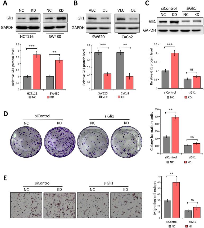 J Cancer Image