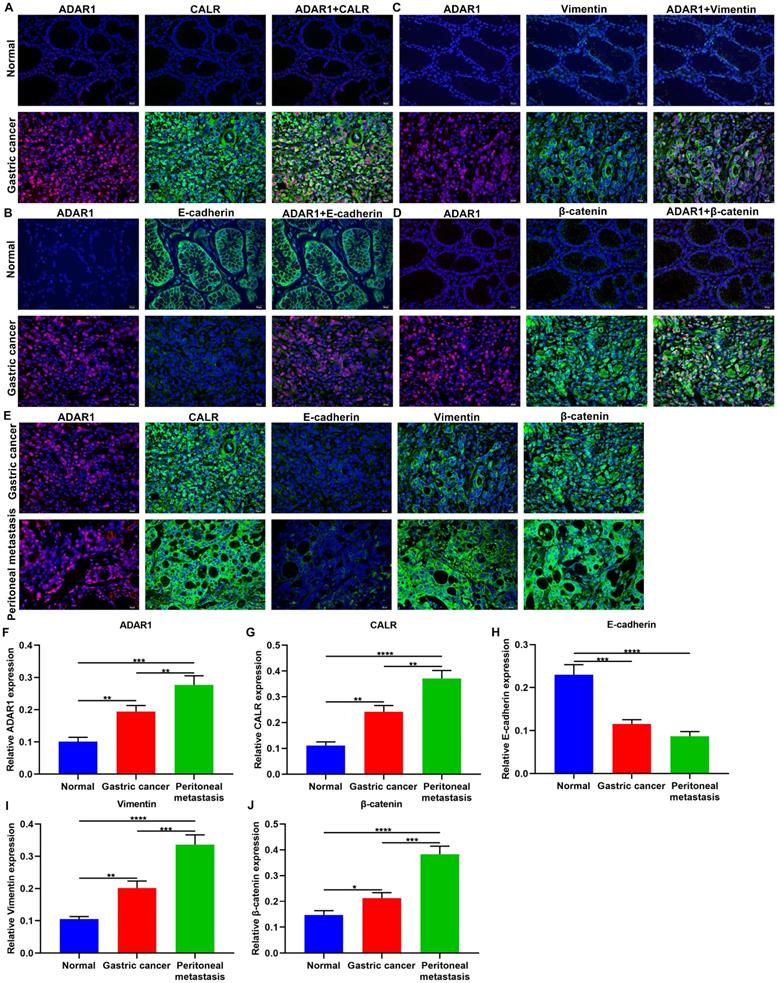 J Cancer Image