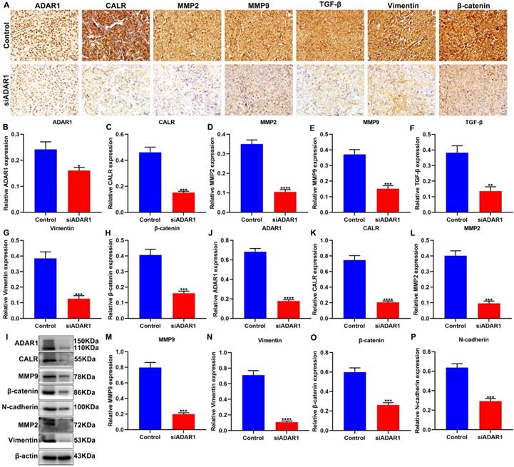 J Cancer Image