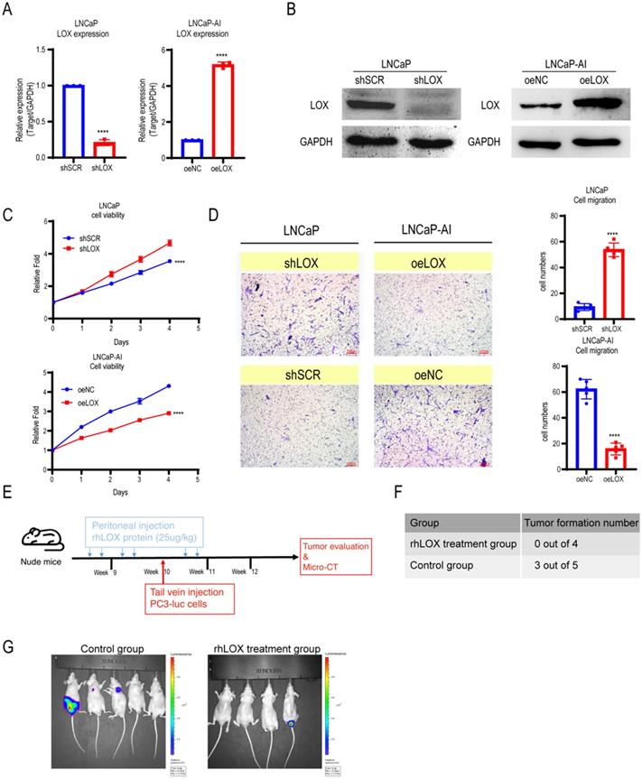 J Cancer Image