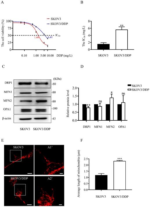 J Cancer Image