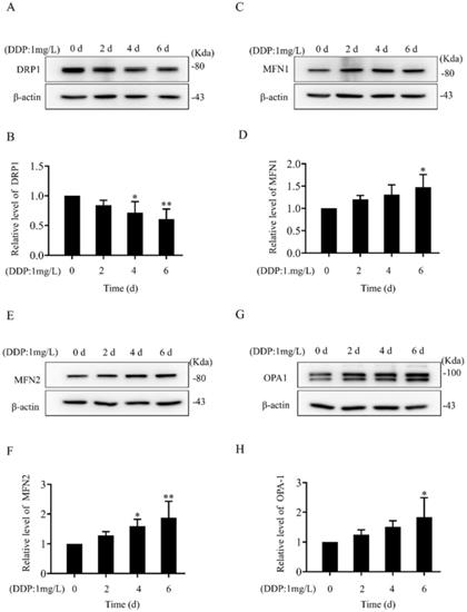 J Cancer Image