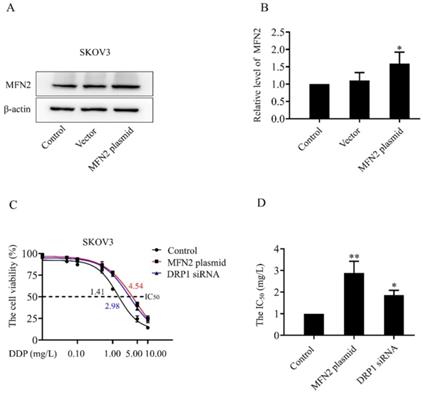 J Cancer Image