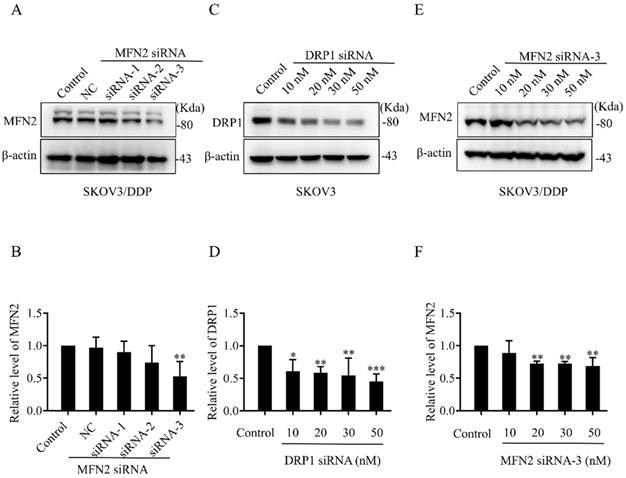 J Cancer Image