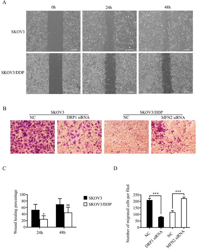 J Cancer Image