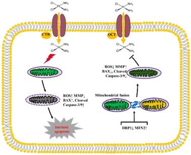 J Cancer Image