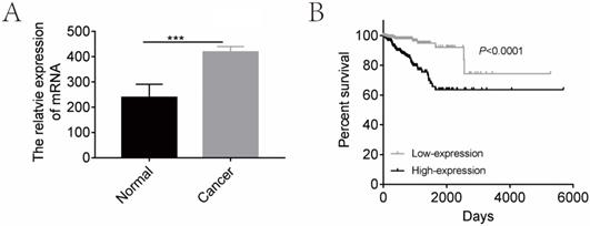 J Cancer Image