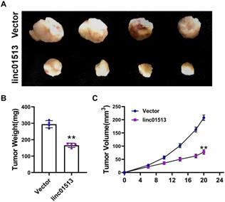 J Cancer Image