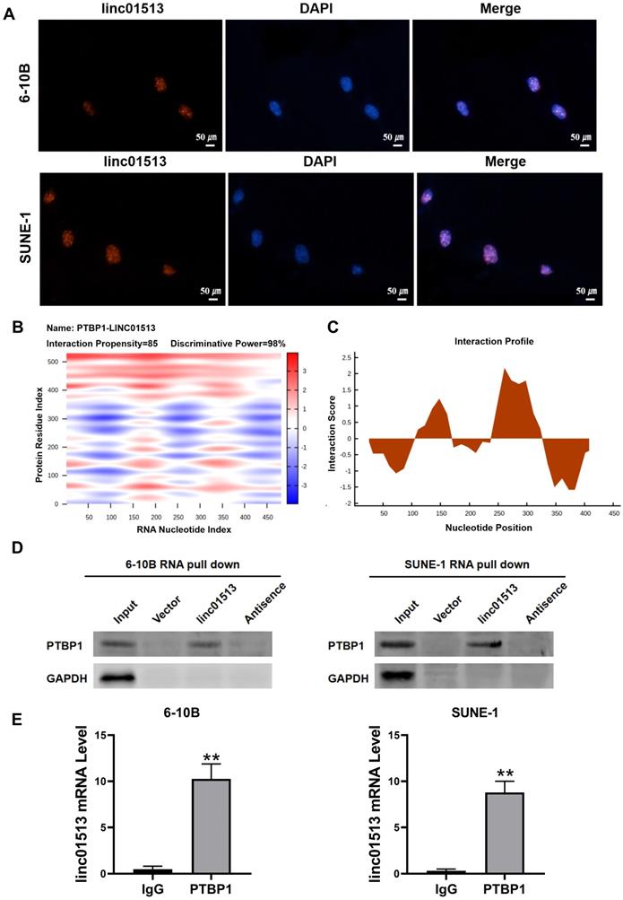 J Cancer Image