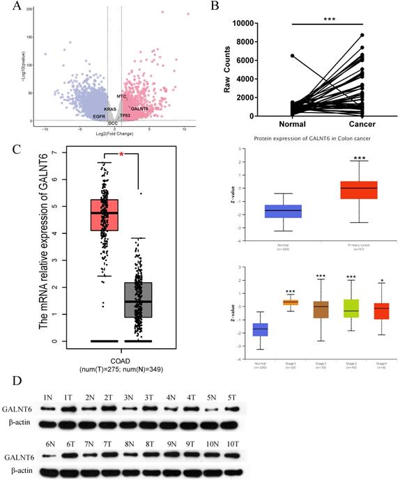 J Cancer Image