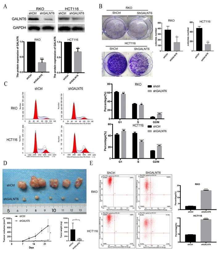 J Cancer Image