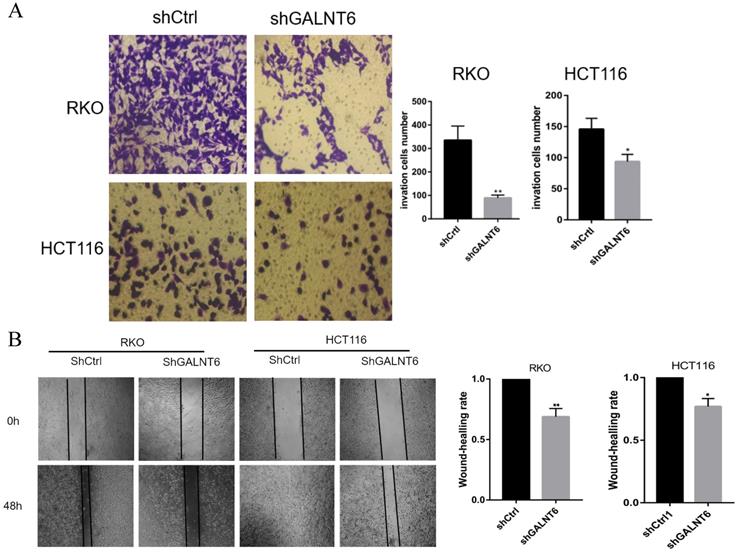 J Cancer Image