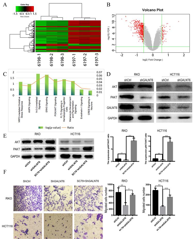 J Cancer Image