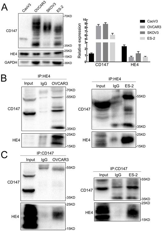 J Cancer Image