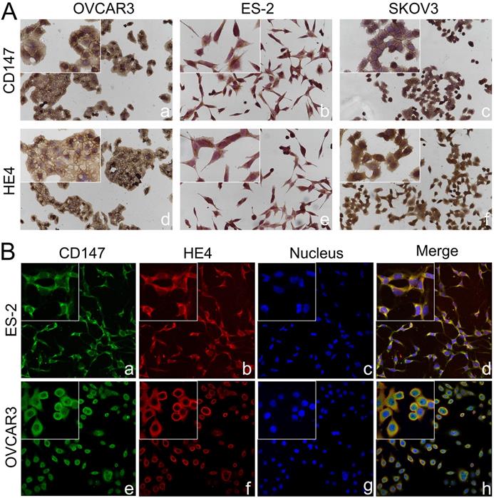 J Cancer Image