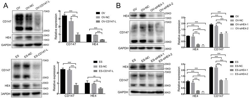 J Cancer Image