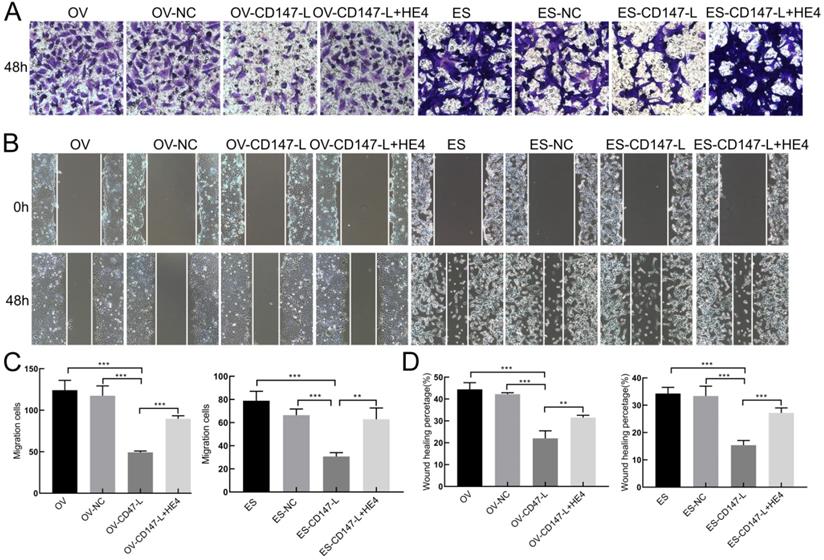 J Cancer Image