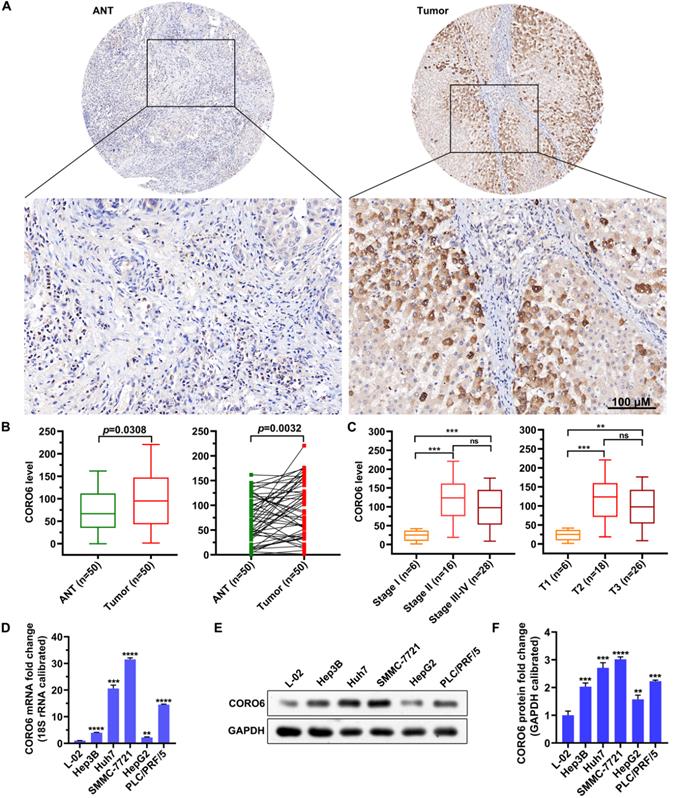 J Cancer Image