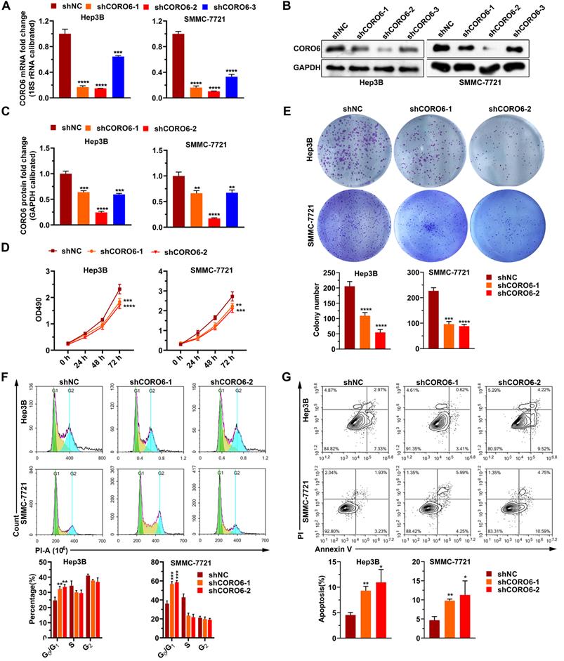 J Cancer Image