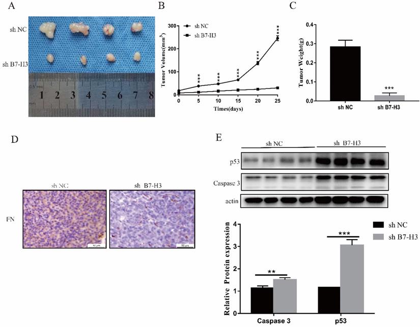 J Cancer Image