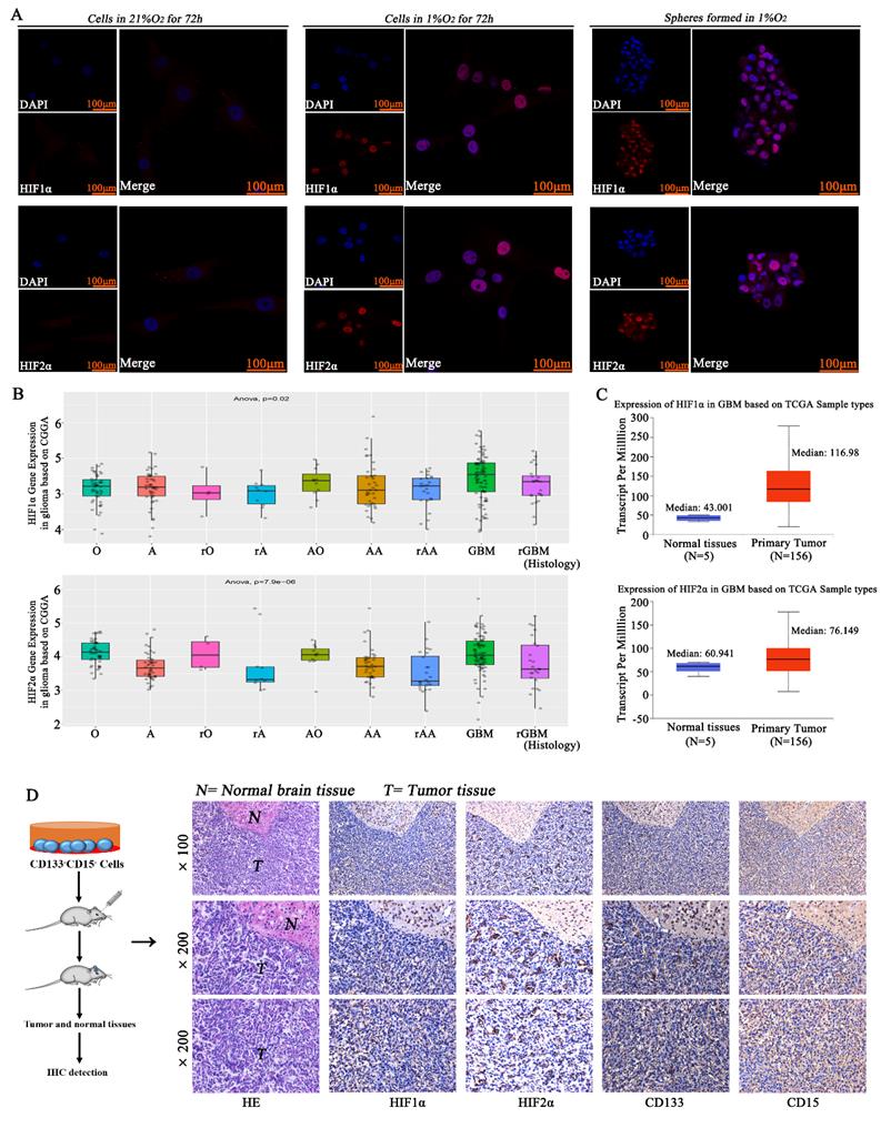 J Cancer Image