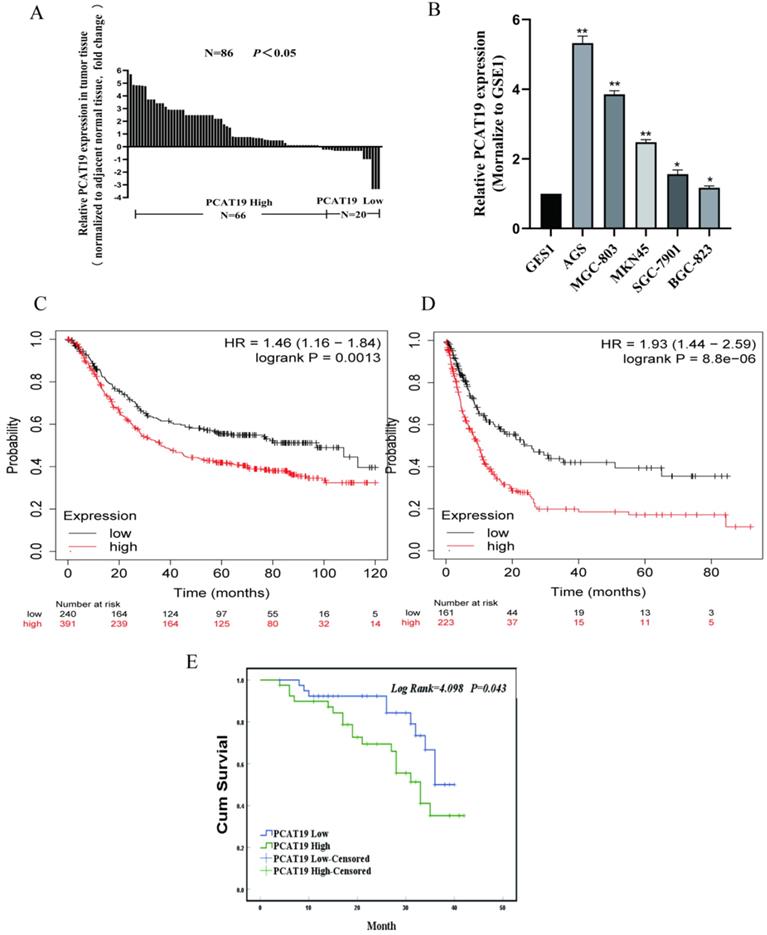 J Cancer Image