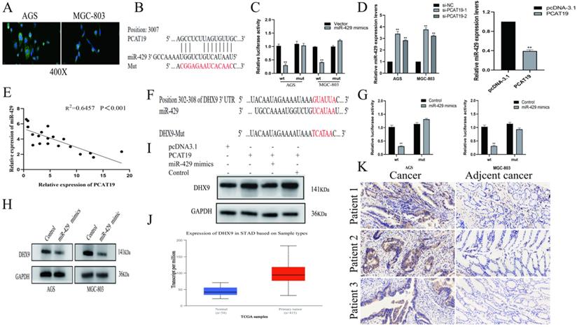 J Cancer Image