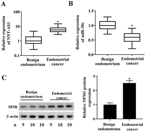 J Cancer Image