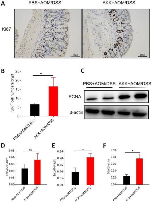 J Cancer Image