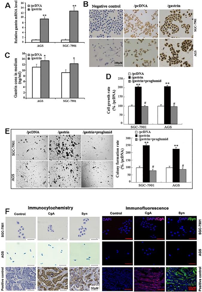 J Cancer Image