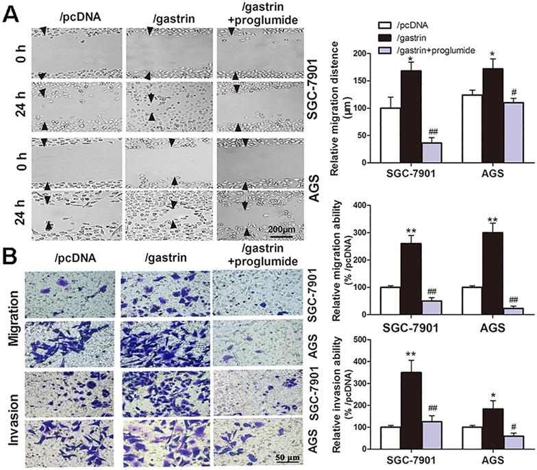 J Cancer Image