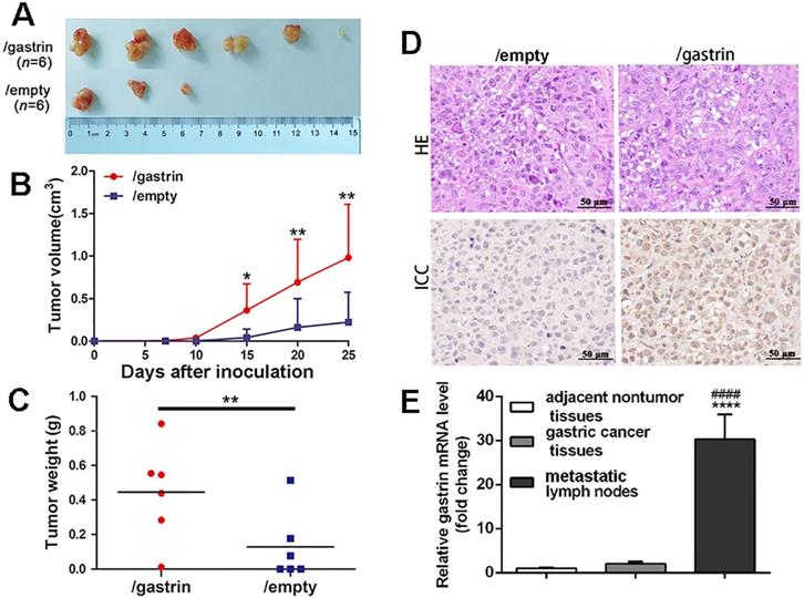 J Cancer Image