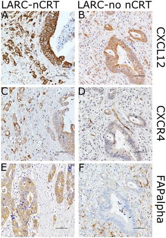 J Cancer Image