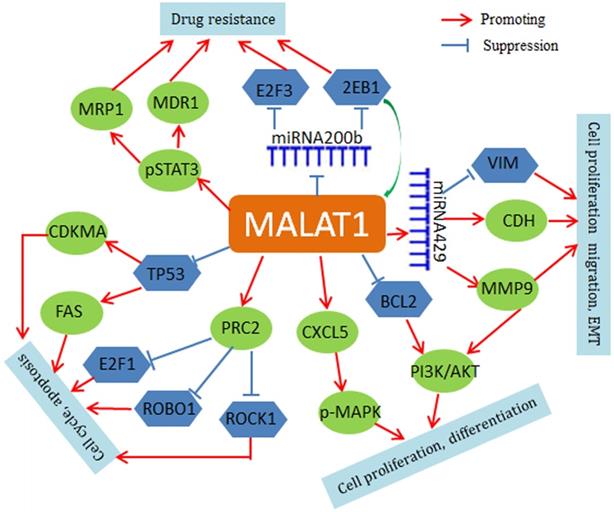 J Cancer Image